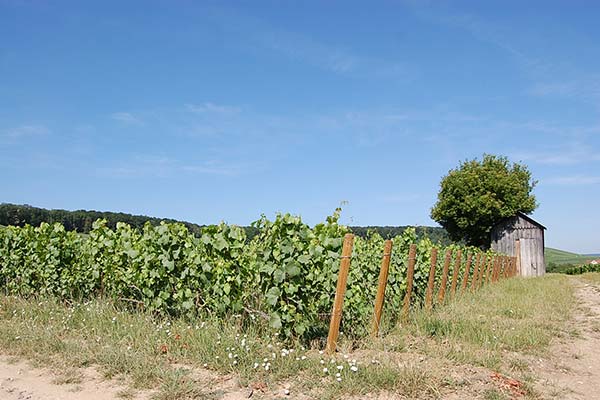  Sustainable winegrowing