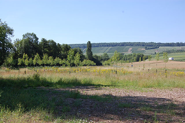 Hedge planting for biodiversity