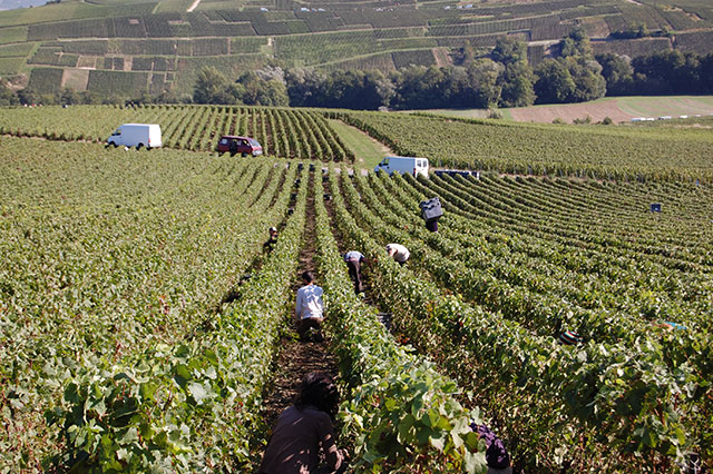 Champagne Mathelin vineyard